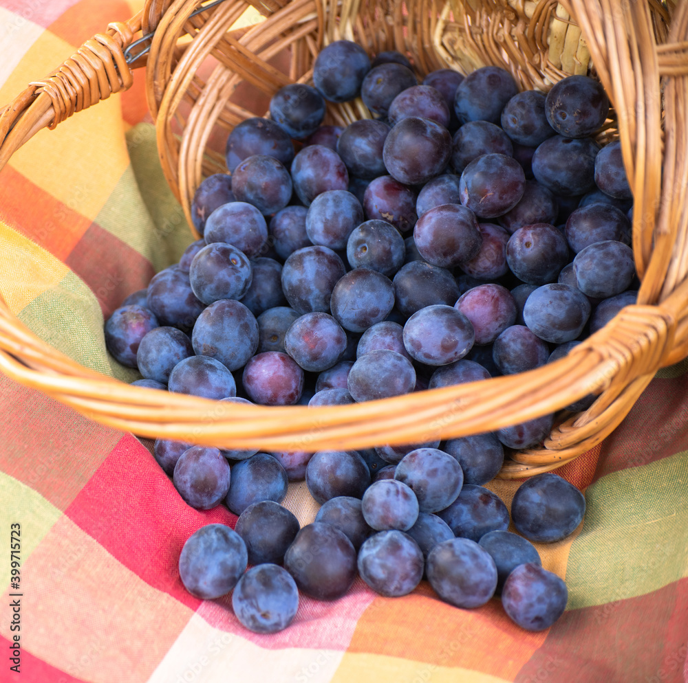 Fototapeta premium Organic plums in a wicker basket and tablecloths