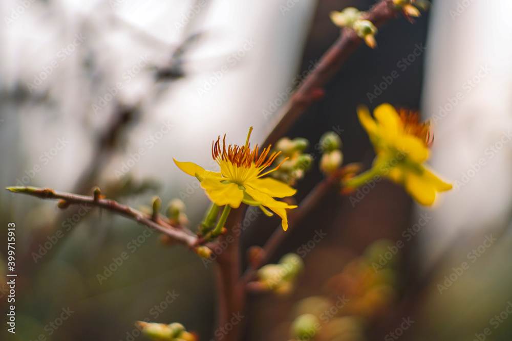 Hoa Mai tree (Ochna Integerrima) flower, traditional lunar new year (Tet holiday) in Vietnam Hoa Mai tree (Ochna Integerrima) flower, traditional lunar new year (Tet holiday) in Vietnam