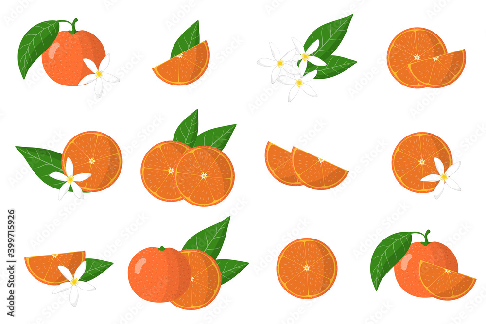 Set of illustrations with clementine exotic citrus fruits, flowers and leaves isolated on a white background. Set of illustrations with clementine exotic citrus fruits, flowers and leaves isolated on a white background.