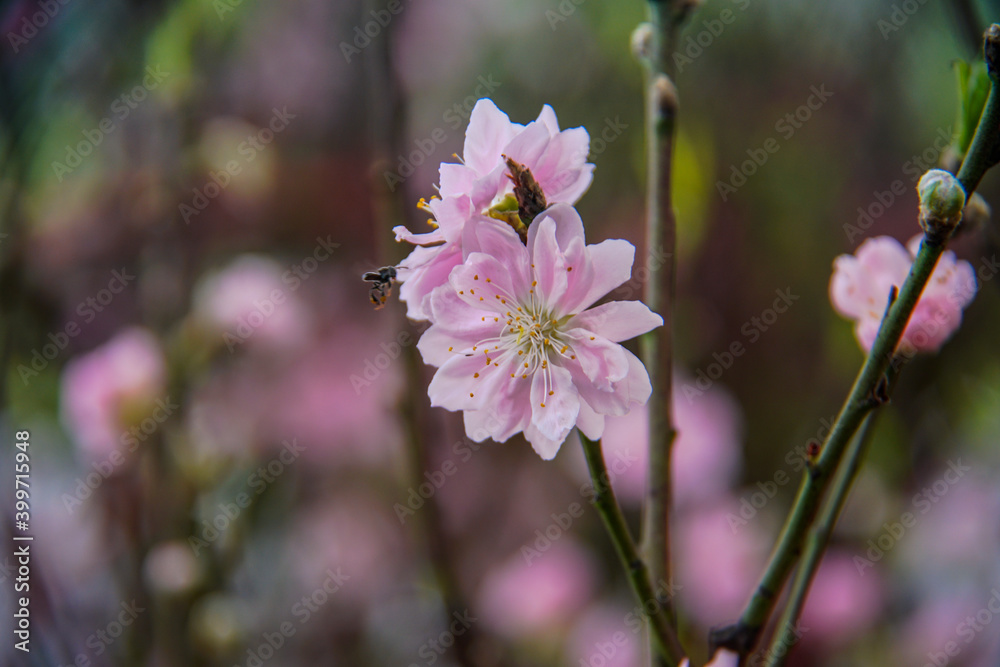 peach blossom or cherry blossom in flower market in Vietnam. In the traditional Tet holiday. peach blossom or cherry blossom in flower market in Vietnam. In the traditional Tet holiday.