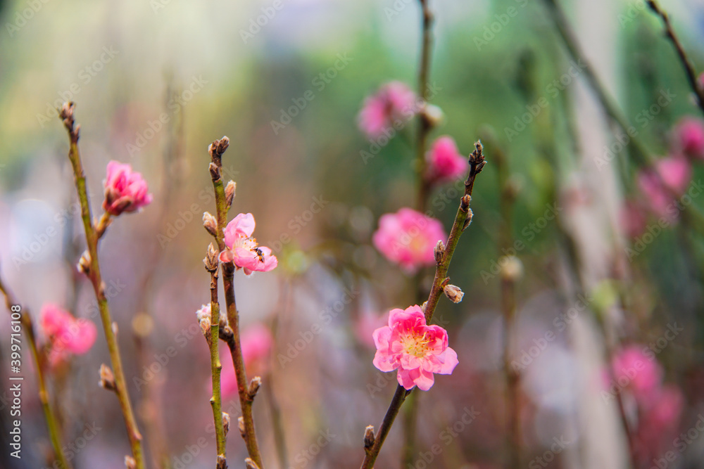 peach blossom or cherry blossom in flower market in Vietnam. In the traditional Tet holiday. peach blossom or cherry blossom in flower market in Vietnam. In the traditional Tet holiday.