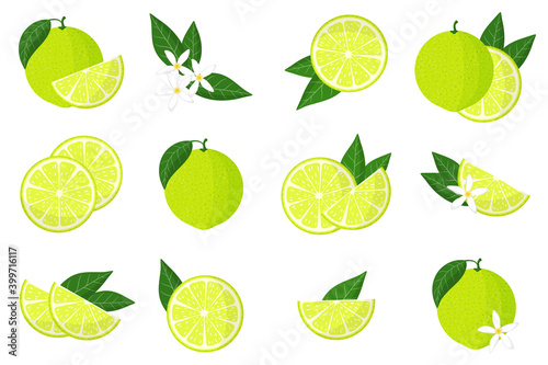 Set of illustrations with limetta exotic citrus fruits, flowers and leaves isolated on a white background. photo