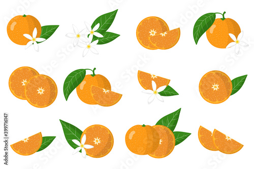 Set of illustrations with mandarin exotic citrus fruits, flowers and leaves isolated on a white background.