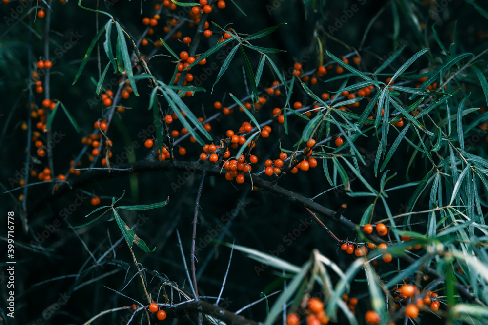 Sea buckthorn - branch and berries on the tree. Tidewater color nature background