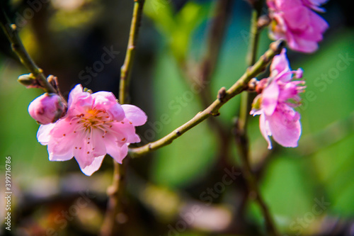 peach blossom or cherry blossom in flower market in Vietnam. In the traditional Tet holiday.