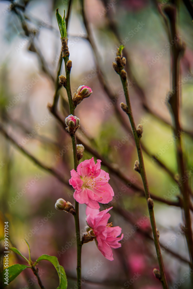 peach blossom or cherry blossom in flower market in Vietnam. In the traditional Tet holiday. peach blossom or cherry blossom in flower market in Vietnam. In the traditional Tet holiday.