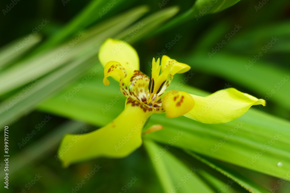 photo painting adorable blooming exotic tropical flowers on the background of nature photo painting adorable blooming exotic tropical flowers on the background of nature