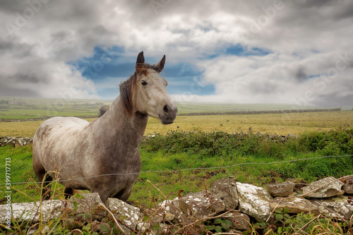 Beautiful gracious horse in a field behind fence. Gorgeous nature background with cloudy sky. Nobody. Selective focus. Equine theme.