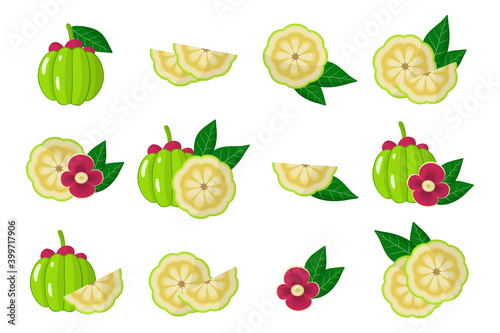Set of illustrations with exotic fruits, flowers and leaves isolated on a white background.