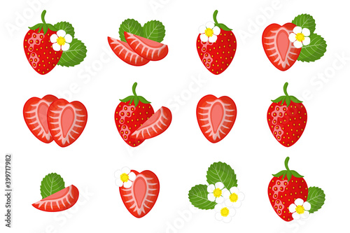 Set of illustrations with exotic fruits, flowers and leaves isolated on a white background.