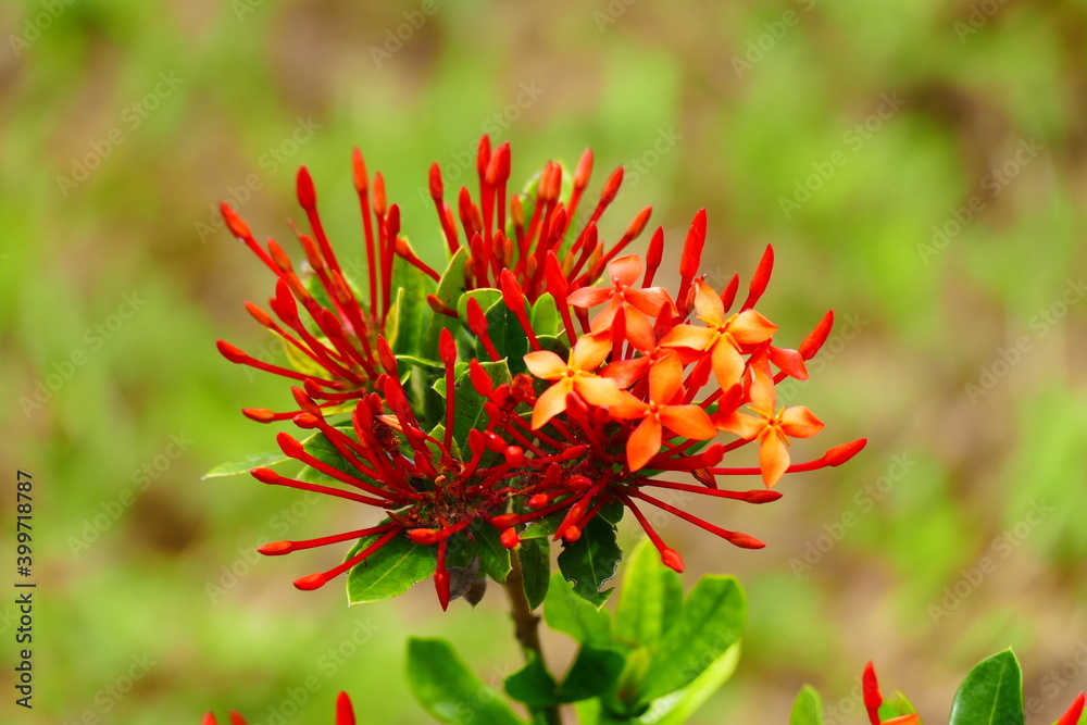 photo painting adorable blooming exotic tropical flowers on the background of nature photo painting adorable blooming exotic tropical flowers on the background of nature