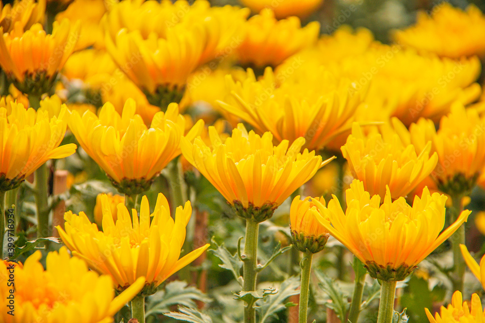 Yellow daisy flower blooming in a street market during Tet, the Lunar New Year in Vietnam Yellow daisy flower blooming in a street market during Tet, the Lunar New Year in Vietnam