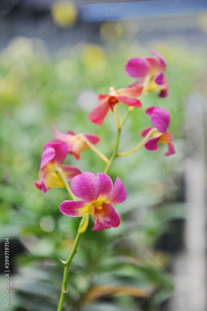 Hainan, China - 08.01.2012 : Orchids are grown year-round under greenhouse conditions Hainan, China - 08.01.2012 : Orchids are grown year-round under greenhouse conditions