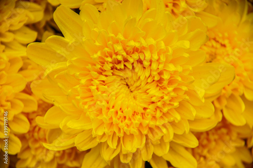 Yellow daisy flower blooming in a street market during Tet  the Lunar New Year in Vietnam