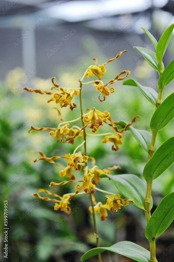 Hainan, China - 08.01.2012 : Orchids are grown year-round under greenhouse conditions Hainan, China - 08.01.2012 : Orchids are grown year-round under greenhouse conditions