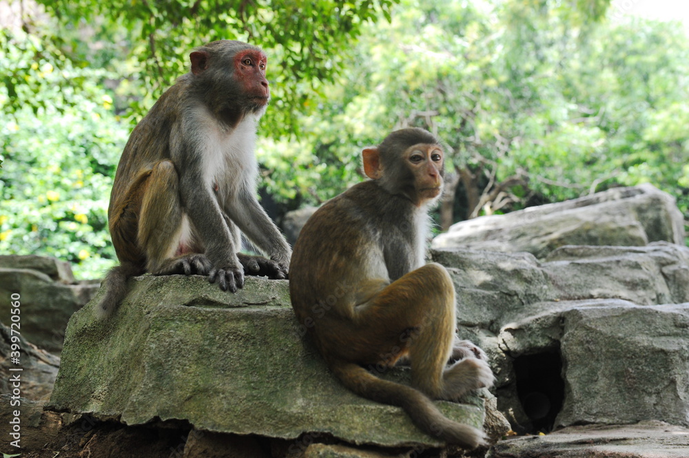 Hainan, China - 07.27.2012 : Monkeys in a nature reserve on the island.