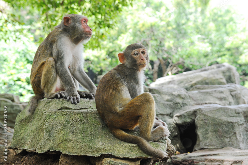 Fototapeta premium Hainan, China - 07.27.2012 : Monkeys in a nature reserve on the island.