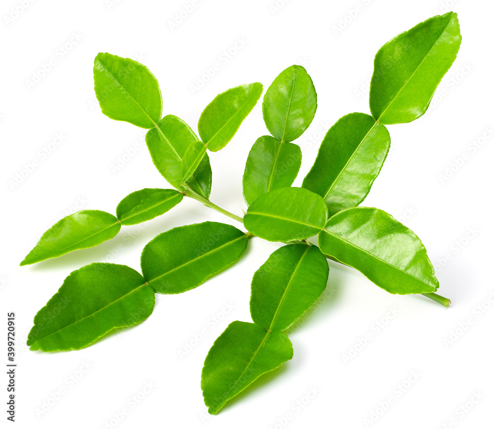 fresh kaffir leaves isolated on white background fresh kaffir leaves isolated on white background