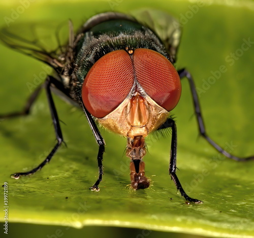 Macro photograph of a green bottle fly with it's hairy tongue exposed.