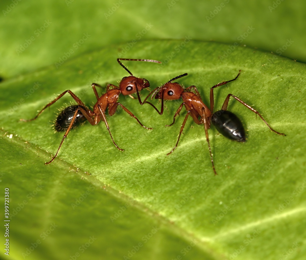 Two Florida Carpenter ants communicating with each other. Two Florida Carpenter ants communicating with each other.