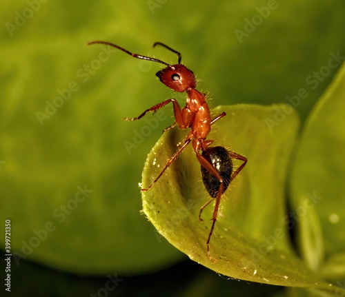 A macro photograph of a red an black Florida Carpenter ant on a green leaf. © Russell