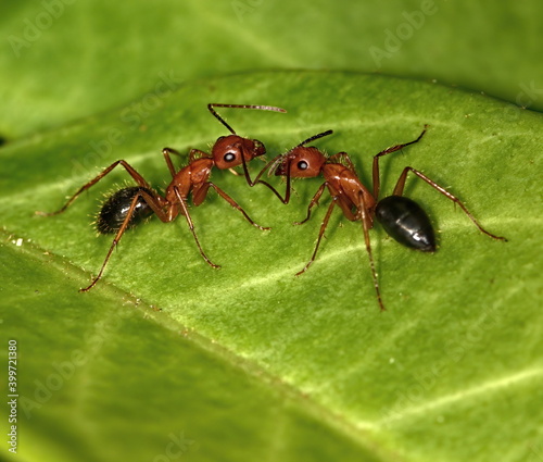 Two Florida Carpenter ants communicating with each other. © Russell