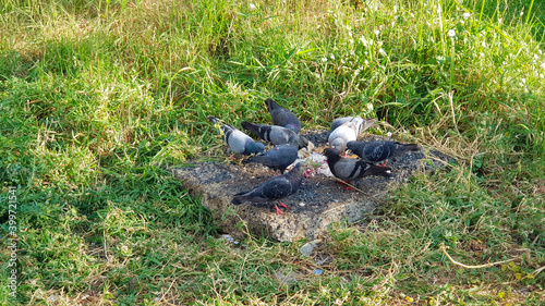 Many pigeon birds eating food after people feed them on ground with green grass field or lawn background in the early morning. Join breakfast and wildlife concept