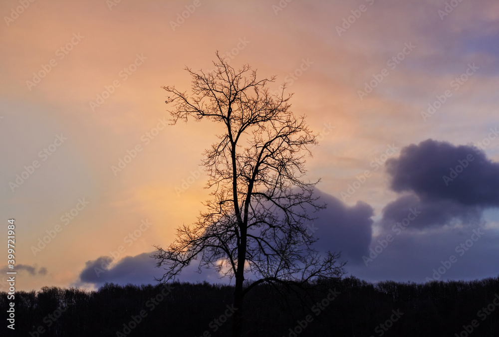 Silhouette of tree against dawn sky