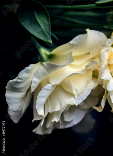 Pretty blooming cream colored eustoma