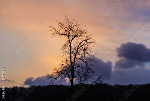 Silhouette of tree against dawn sky