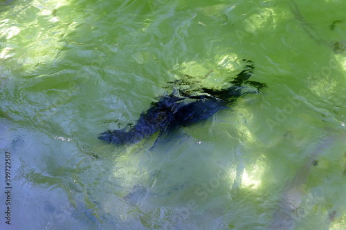 The animals of the biopark of rome,italy (zoological garden)	