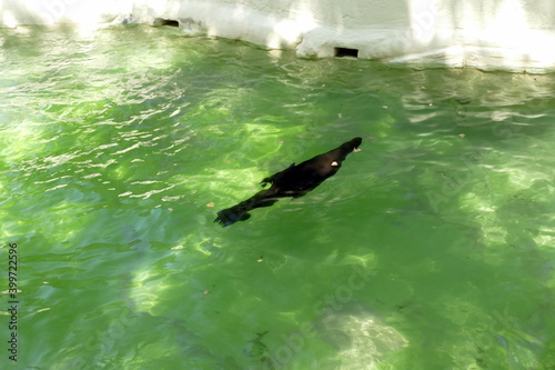 The animals of the biopark of rome,italy (zoological garden)	