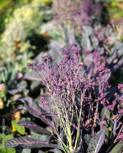 lavender in the garden