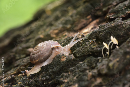 Hibernation snail with soiled shell climbing on rough tree bark photo