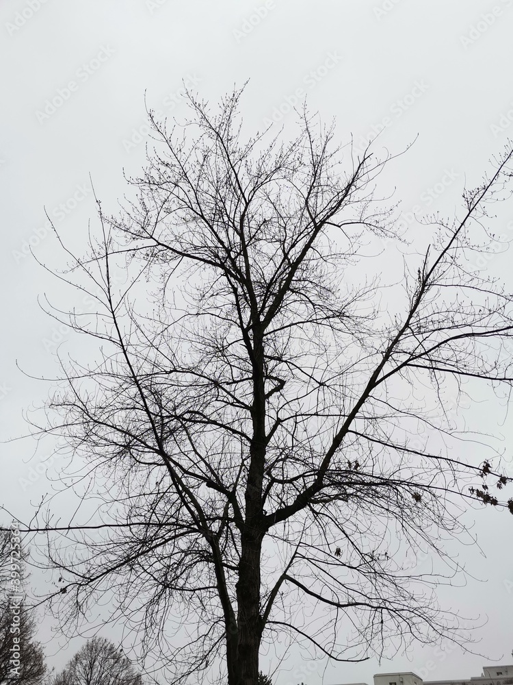 Obraz premium silhouette