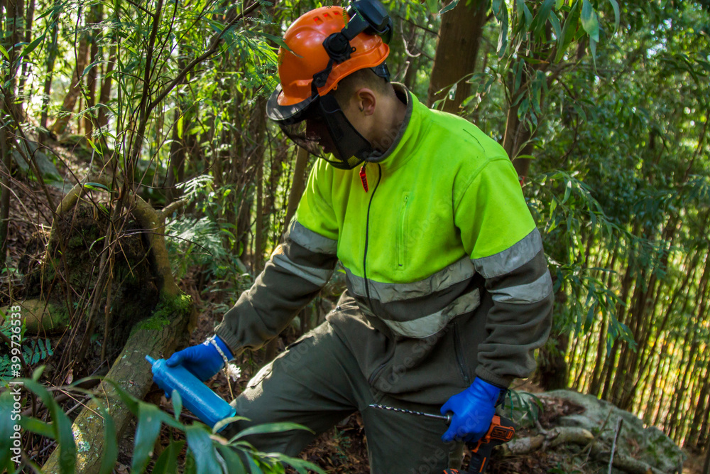 forest worker drilling tree by injecting chemical substance to kill trees in the forest
