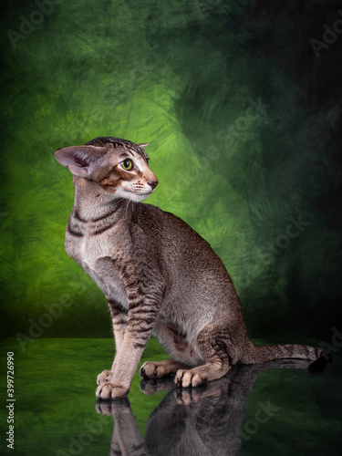 Beautiful Oriental silver spotted tabby on tropic green background photo