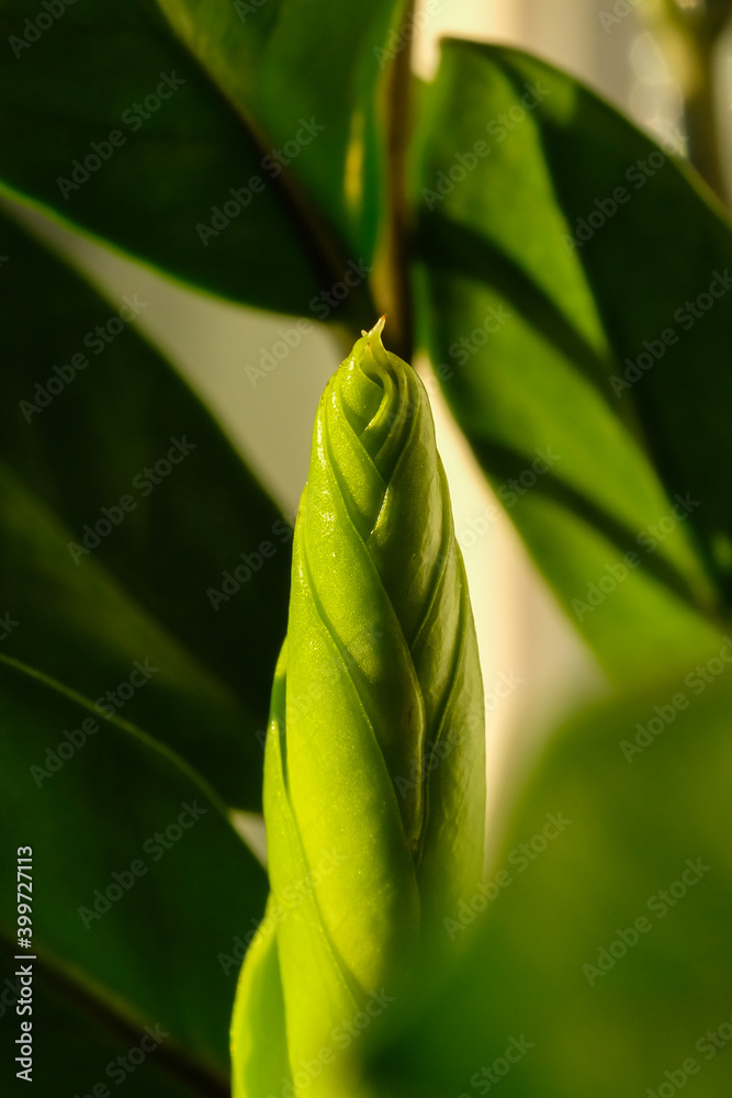New sprout Zamioculcas plant on a white background. Modern minimal creative home decor concept, garden room. New sprout Zamioculcas plant on a white background. Modern minimal creative home decor concept, garden room.