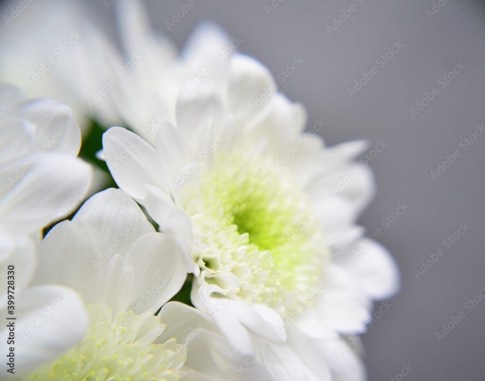 Tsvety khrizontemy makro foto snimki Tsvety khrizontemy makro foto snimki