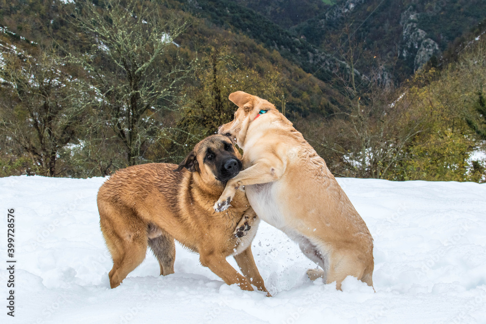Dos perros se divierten en el invierno 