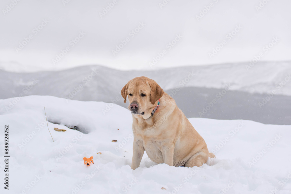 Retrato de un perro en la nieve