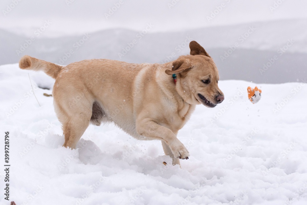 Perro, pelota y nieve Perro, pelota y nieve