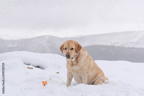 Retrato de un perro en la nieve mirando a cámara 