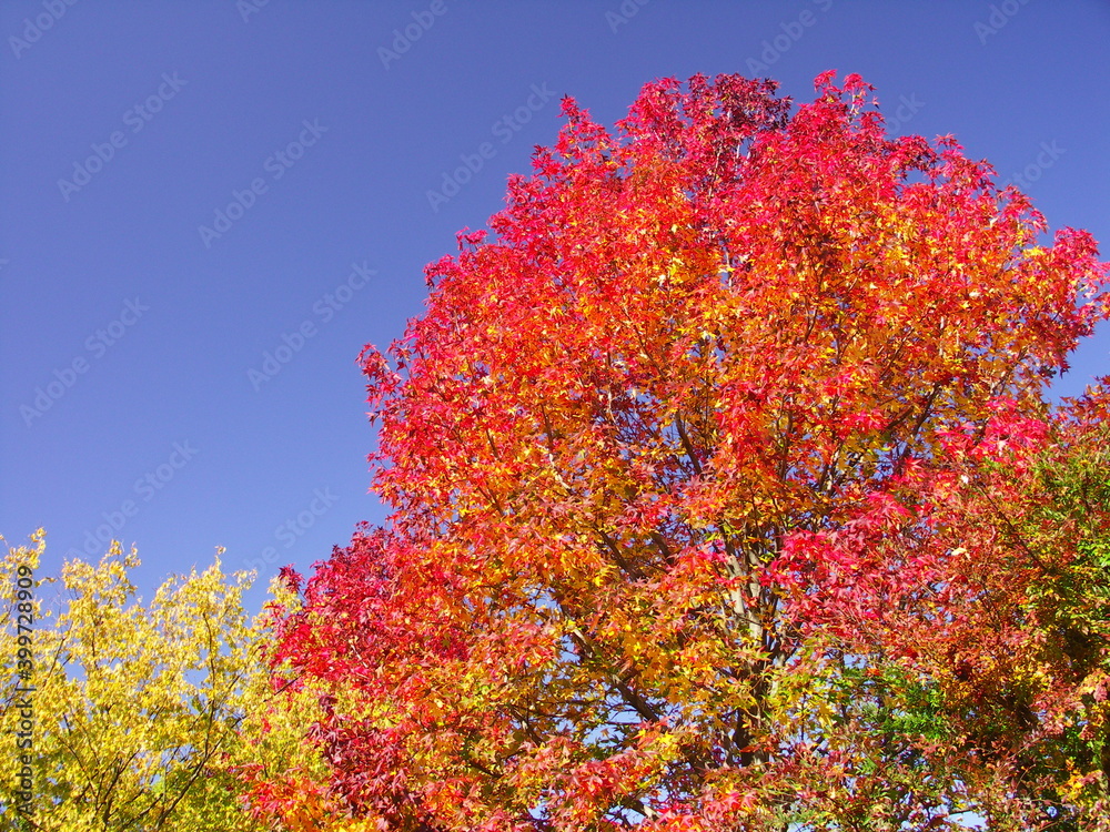 Fototapeta premium モミジバフウの紅葉と青空