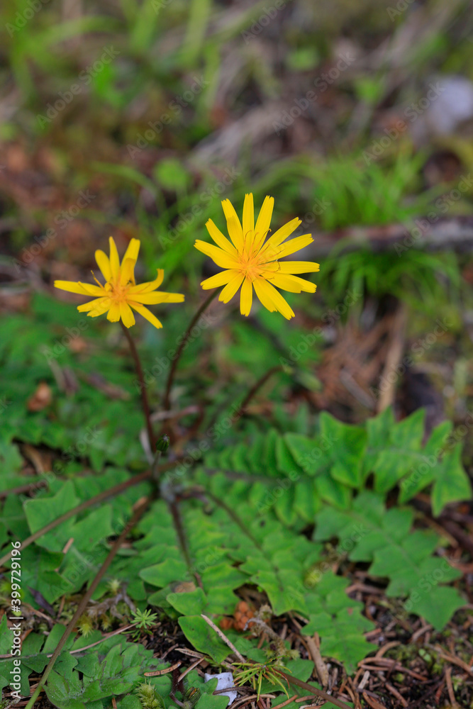 Hainsalat oder Hainlattich (Aposeris foetida) Pflanze mit gelben Blüten Hainsalat oder Hainlattich (Aposeris foetida) Pflanze mit gelben Blüten
