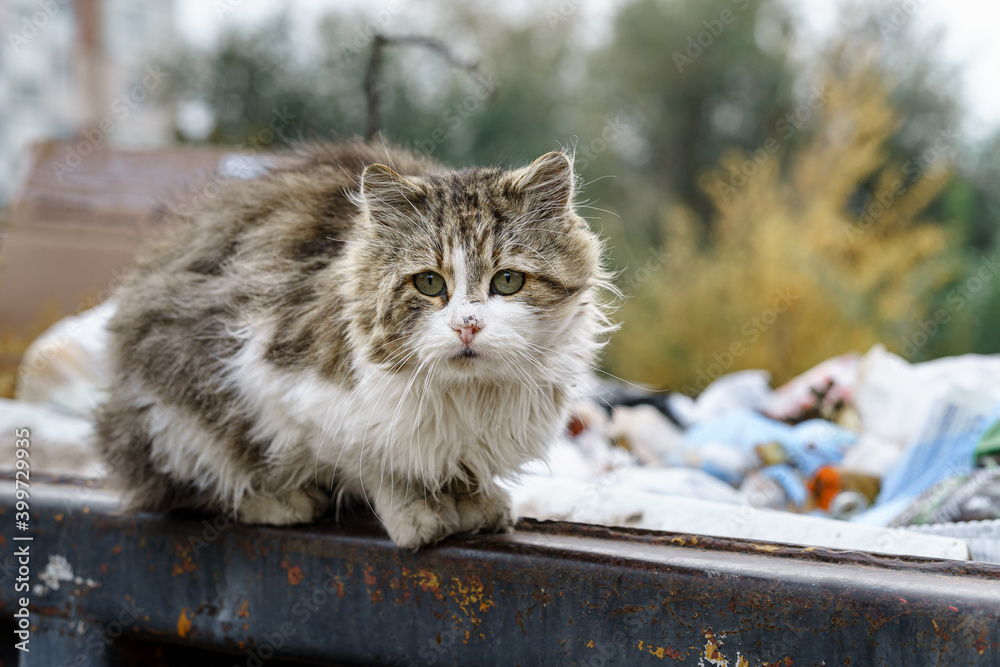 Ταπετσαρία stray cats search for food in a dumpster