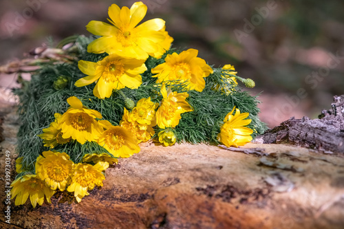 Bouquet of yellow spring flowers of adonis on textured tree bark. Spring flowers