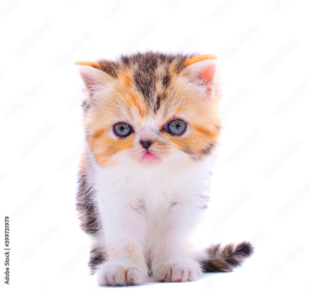 cute persian kitten on isolated white background