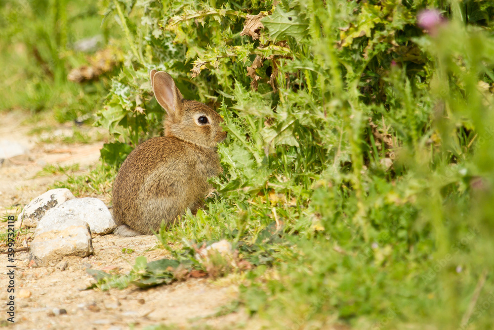 European rabbit, Oryctolagus cuniculus, rabbit on the edge of a path with green background European rabbit, Oryctolagus cuniculus, rabbit on the edge of a path with green background