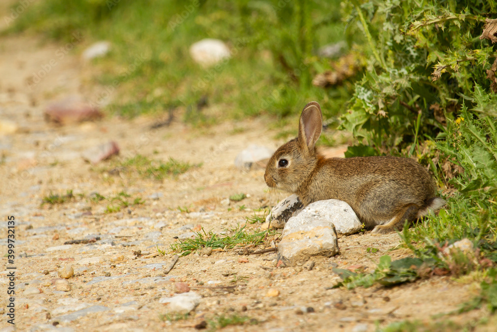 Fototapeta premium European rabbit, Oryctolagus cuniculus, rabbit on the edge of a path with green background